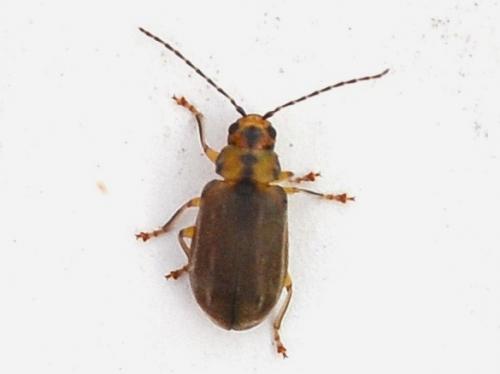Réf. 237 085 : Pyrrhalta viburni